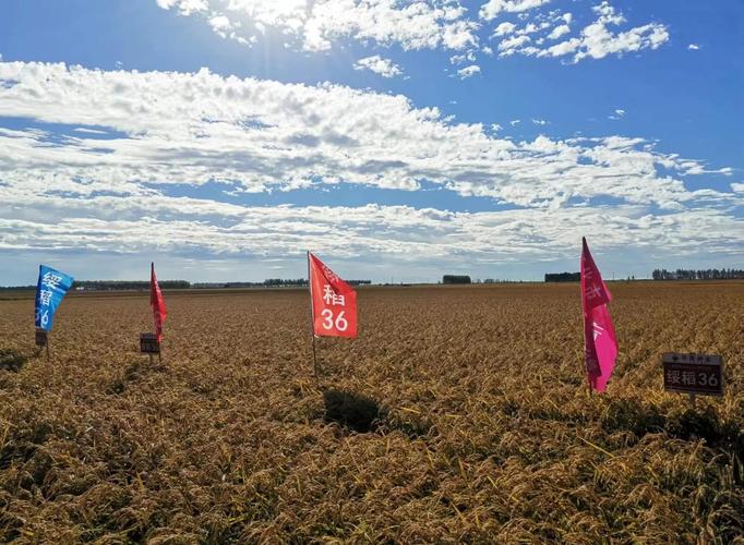 黑龙江水稻垦粳3品种-第1张图片-宁夏农业信息网