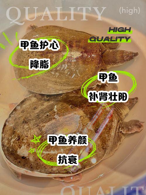 2025甲鱼产业将迎哪些新变局？-第1张图片-宁夏农业信息网