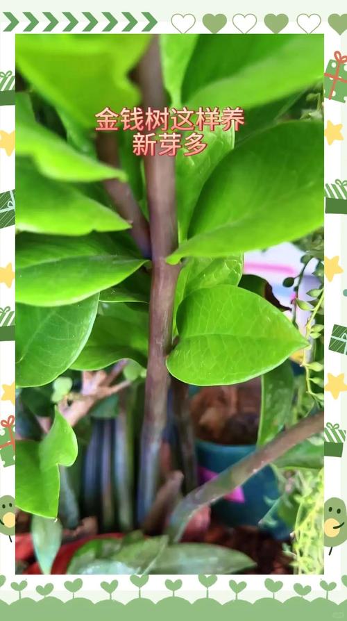 金钱树幼苗冬天怎么养护?-第1张图片-宁夏农业信息网 金钱树幼苗冬天怎么养护?-第1张图片-宁夏农业信息网