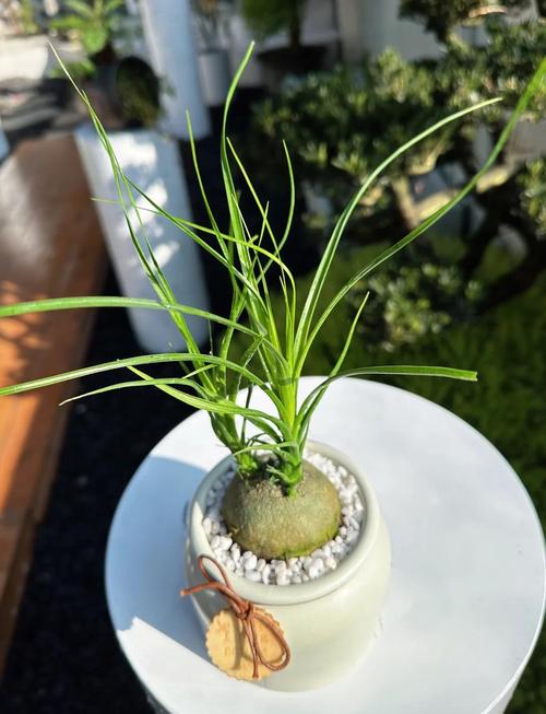 酒瓶兰叶子像它，该怎么养？-第1张图片-宁夏农业信息网