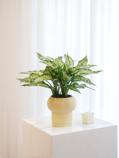 植物万年青什么品种好-第1张图片-宁夏农业信息网 植物万年青什么品种好-第1张图片-宁夏农业信息网