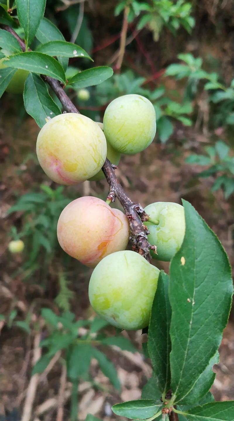 六月份哪些李子品种成熟？-第1张图片-宁夏农业信息网