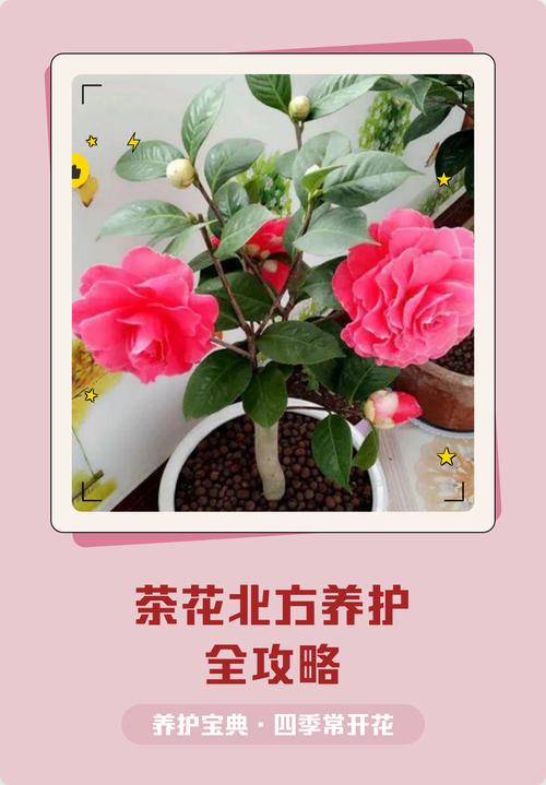 北方盆栽山茶花怎么养才好？-第1张图片-宁夏农业信息网