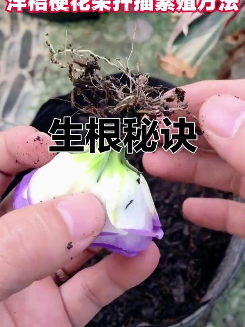 洋桔梗扦插生根最快方法-第1张图片-宁夏农业信息网