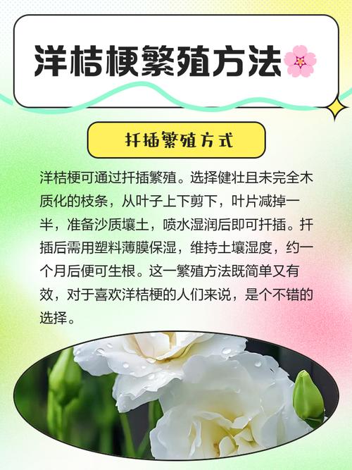 洋桔梗扦插生根最快方法-第2张图片-宁夏农业信息网