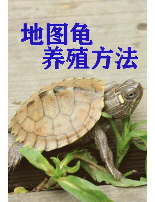 乌龟养殖技巧和方法视频-第2张图片-宁夏农业信息网