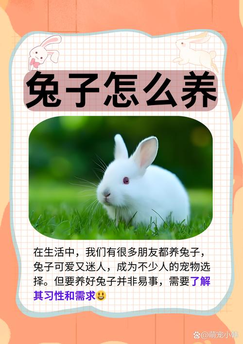 野兔养殖方法视频哪个最有效？-第1张图片-宁夏农业信息网