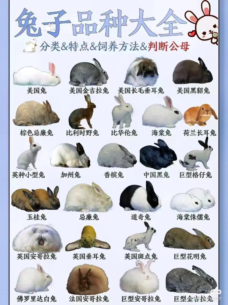 野兔养殖方法视频哪个最有效？-第2张图片-宁夏农业信息网