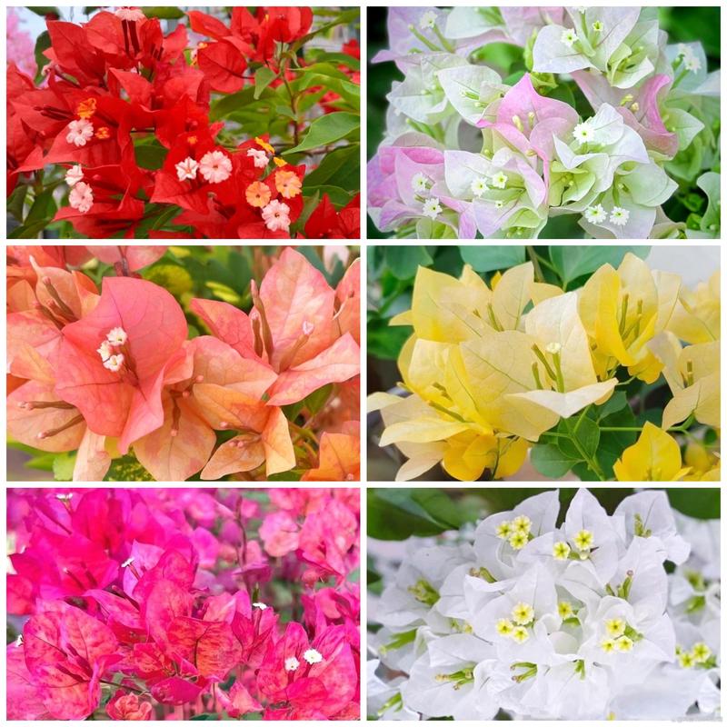 三角梅以哪种品种为稀-第1张图片-宁夏农业信息网