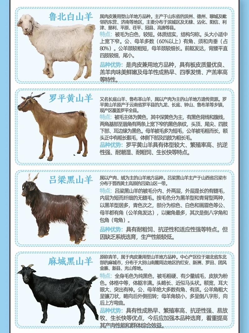 养羊十大品种羊排行榜-第1张图片-宁夏农业信息网