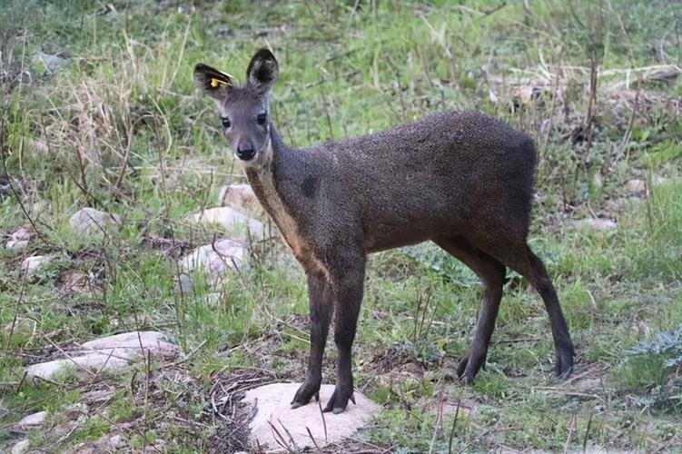好品种林麝多少钱一只-第1张图片-宁夏农业信息网