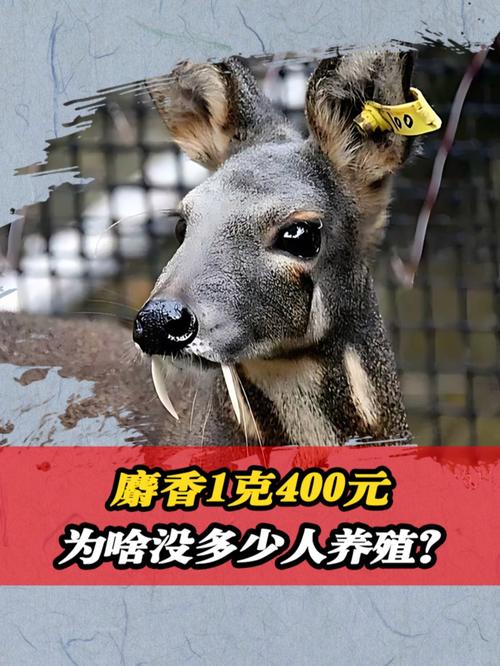 好品种林麝多少钱一只-第2张图片-宁夏农业信息网