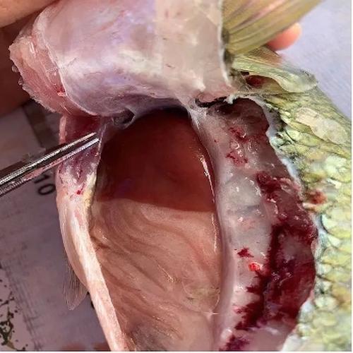 怎么去除水产样本蛋白-第3张图片-宁夏农业信息网 怎么去除水产样本蛋白-第3张图片-宁夏农业信息网