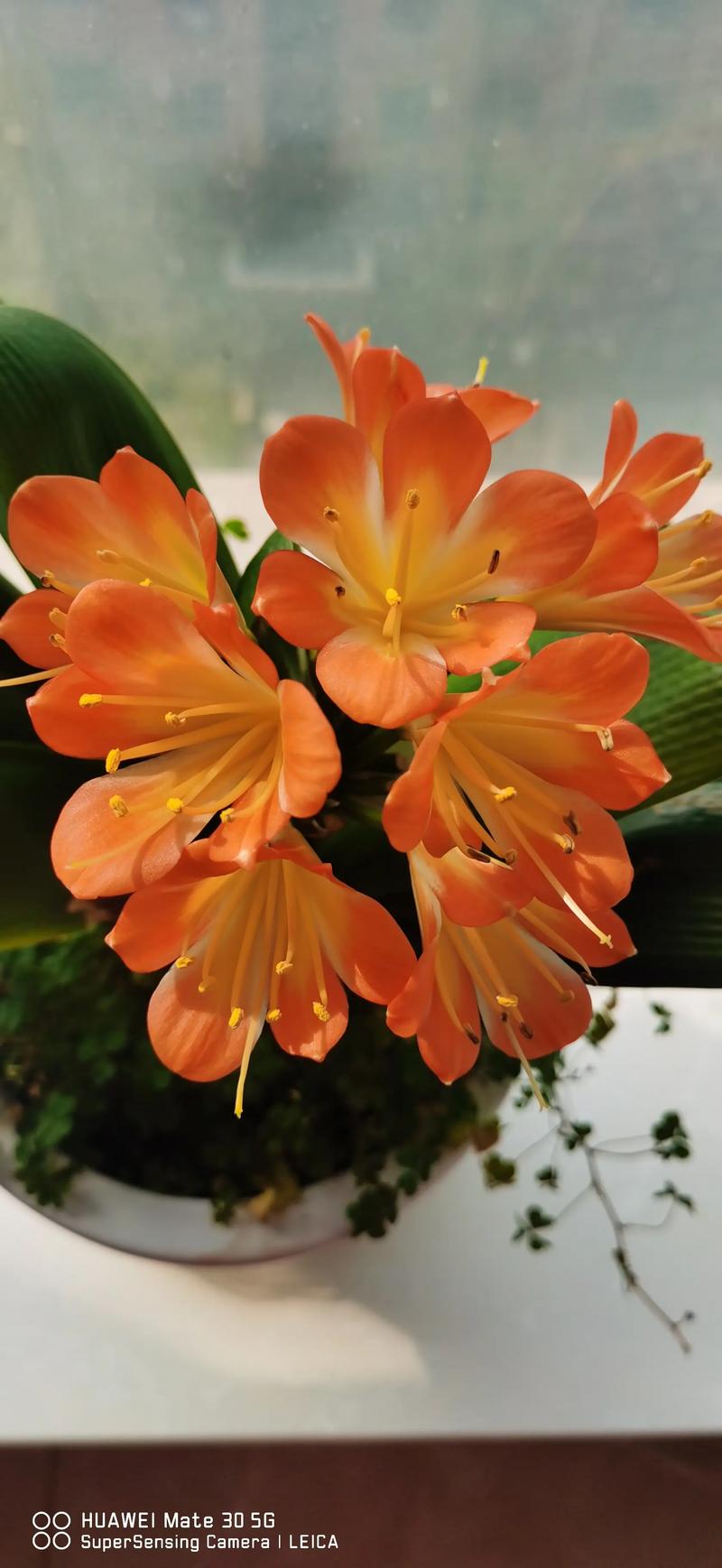 大花君子兰是好品种吗-第1张图片-宁夏农业信息网 大花君子兰是好品种吗-第1张图片-宁夏农业信息网