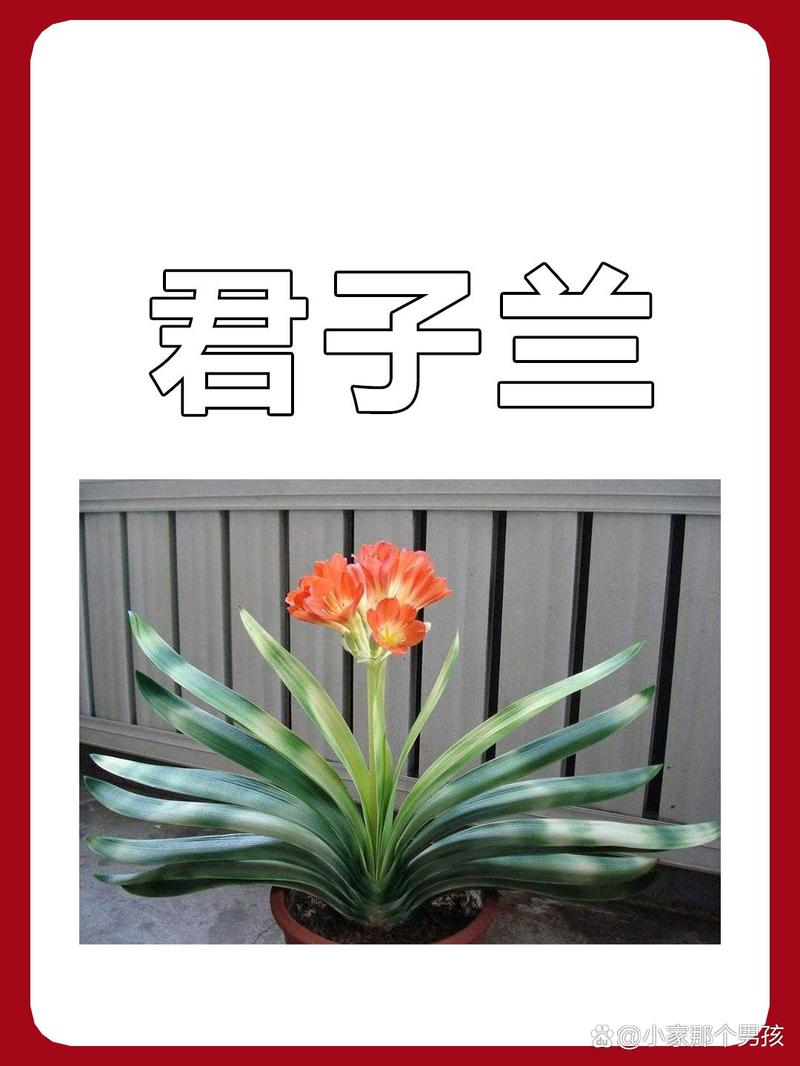 大花君子兰是好品种吗-第2张图片-宁夏农业信息网