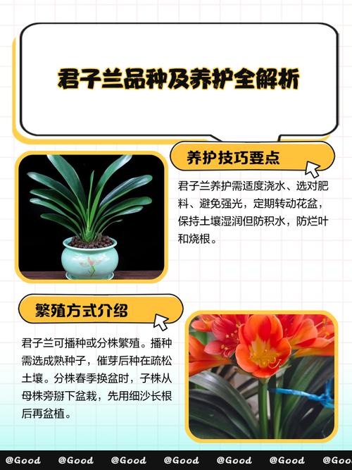 大花君子兰是好品种吗-第3张图片-宁夏农业信息网