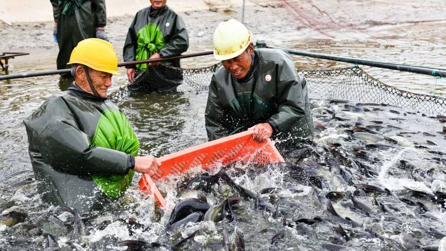 广东水产养殖技术有何创新与优势？-第2张图片-宁夏农业信息网