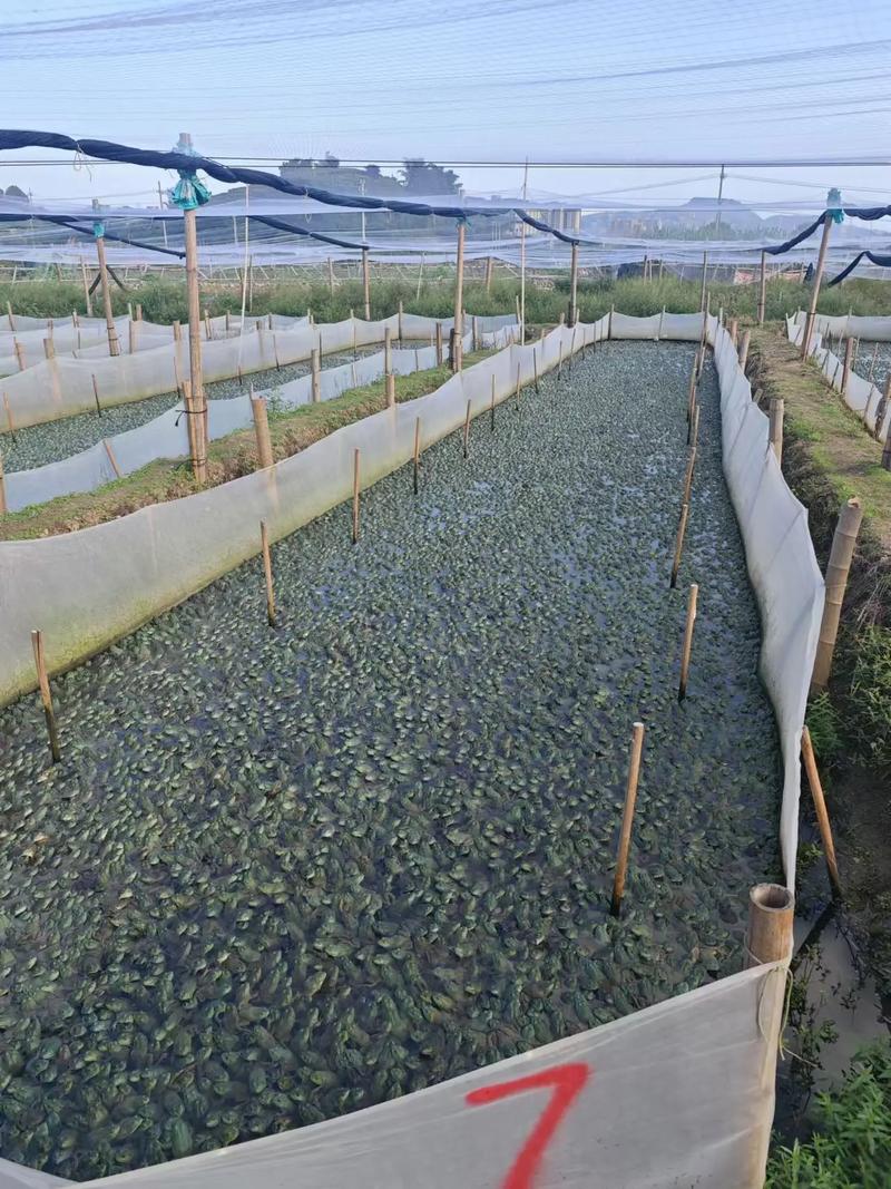 广东水产养殖技术有何创新与优势？-第3张图片-宁夏农业信息网