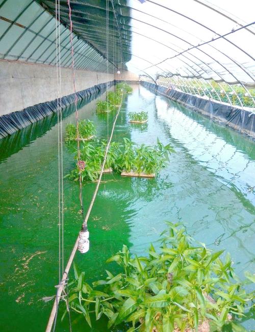 泥鳅种苗基地如何挑选优质种苗？-第1张图片-宁夏农业信息网