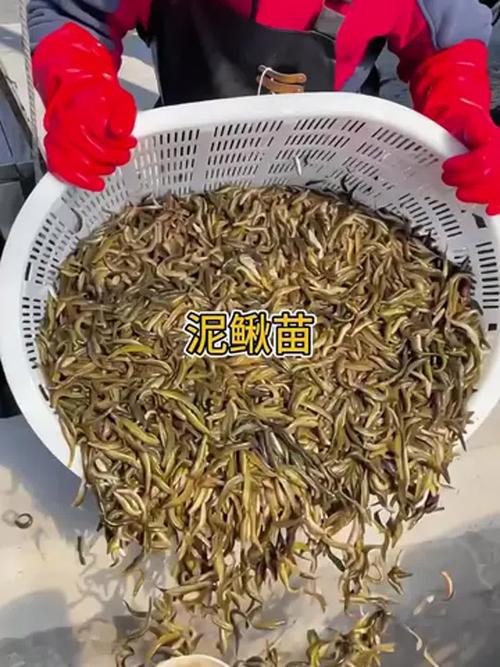 泥鳅种苗基地如何挑选优质种苗？-第2张图片-宁夏农业信息网