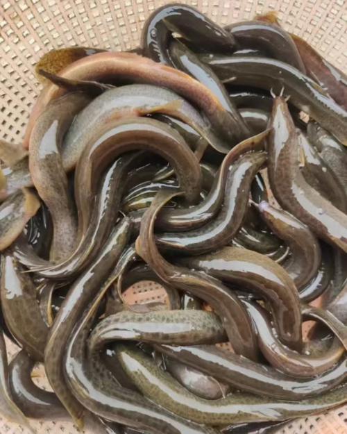 泥鳅种苗基地如何挑选优质种苗？-第3张图片-宁夏农业信息网