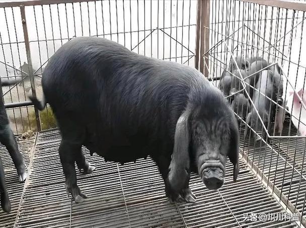 猪什么品种最可口？-第1张图片-宁夏农业信息网