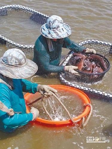 水产行业为何缺乏农业保险？-第3张图片-宁夏农业信息网