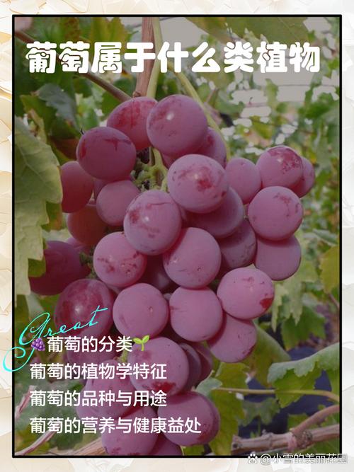 科技苑葡萄新品种有哪些特点？-第1张图片-宁夏农业信息网