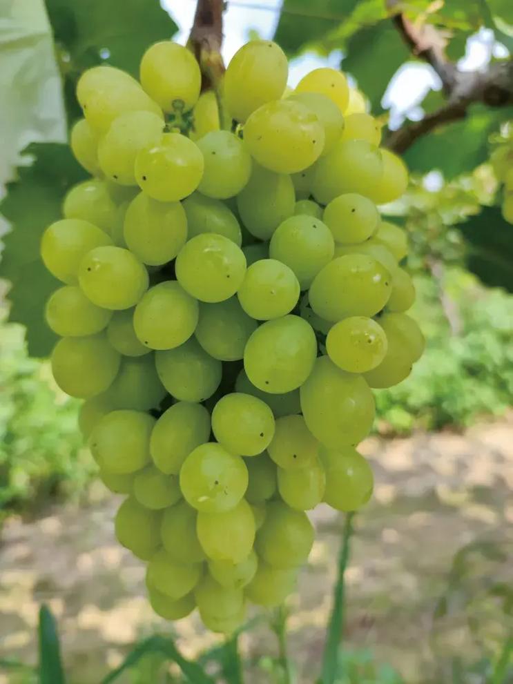 科技苑葡萄新品种有哪些特点？-第2张图片-宁夏农业信息网