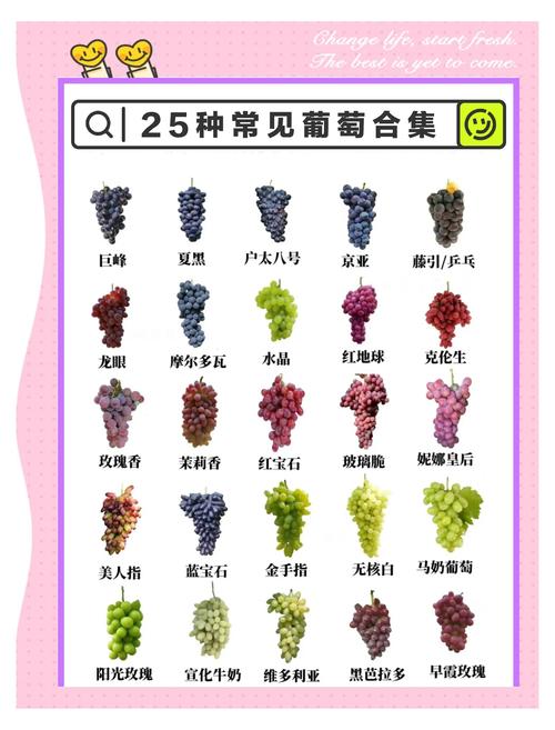 科技苑葡萄新品种有哪些特点？-第3张图片-宁夏农业信息网