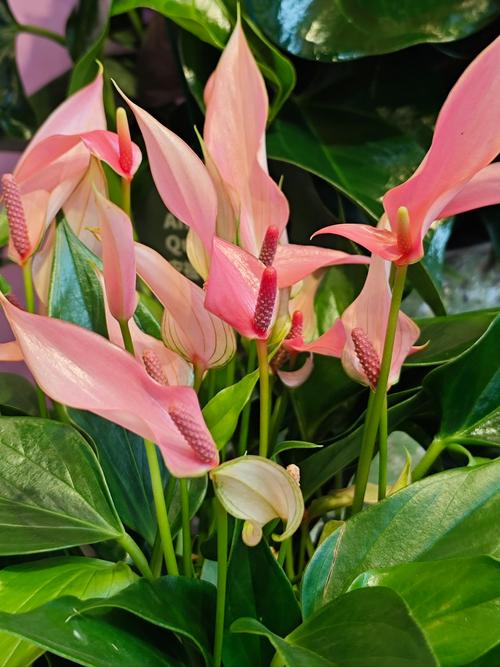 马蹄莲早花品种有哪些？-第1张图片-宁夏农业信息网