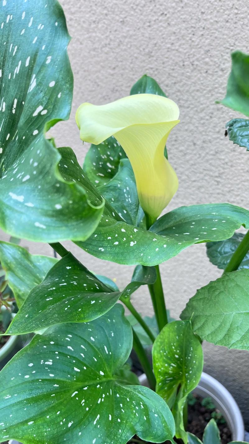 马蹄莲早花品种有哪些？-第2张图片-宁夏农业信息网