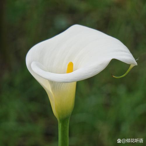 马蹄莲早花品种有哪些？-第3张图片-宁夏农业信息网