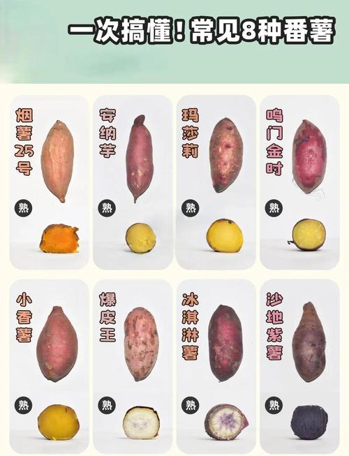 甘薯普薯32有何特点与优势？-第1张图片-宁夏农业信息网