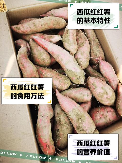甘薯普薯32有何特点与优势？-第2张图片-宁夏农业信息网