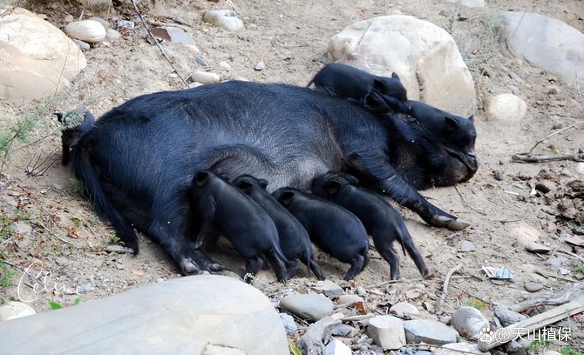 辽宁黑的猪品种品质如何？-第1张图片-宁夏农业信息网