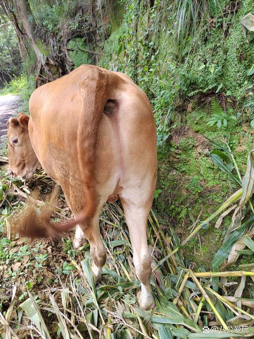 四川养牛品种选哪个最合适？-第1张图片-宁夏农业信息网