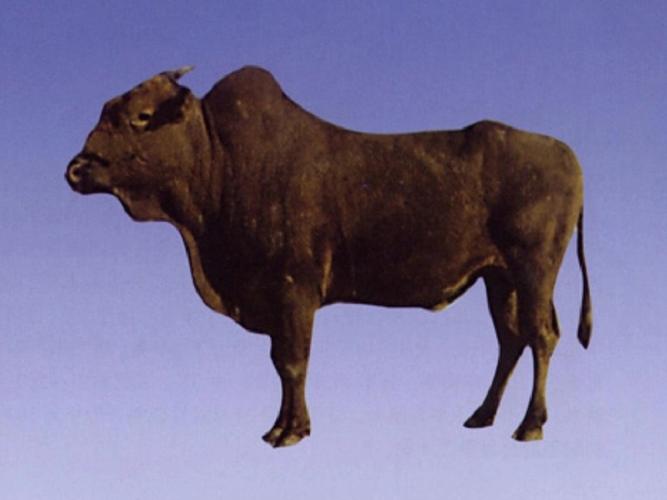 四川养牛品种选哪个最合适？-第2张图片-宁夏农业信息网