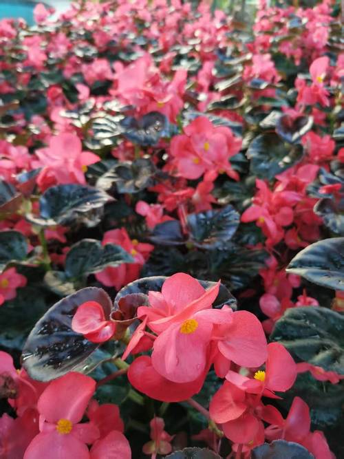 四季海棠哪些品种最耐寒？-第1张图片-宁夏农业信息网