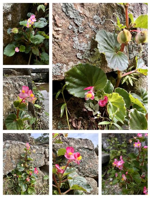 四季海棠哪些品种最耐寒？-第2张图片-宁夏农业信息网