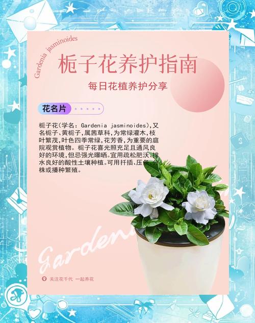 栀子花怎么培育新品种-第2张图片-宁夏农业信息网 栀子花怎么培育新品种-第2张图片-宁夏农业信息网