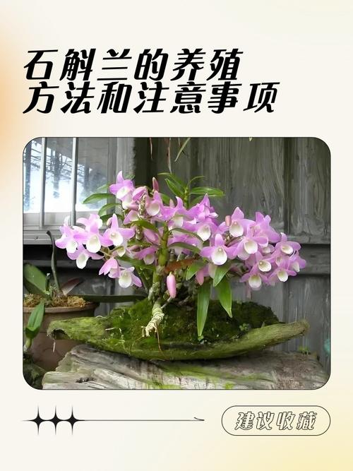 冬天铁皮石斛怎么养才安全？-第1张图片-宁夏农业信息网