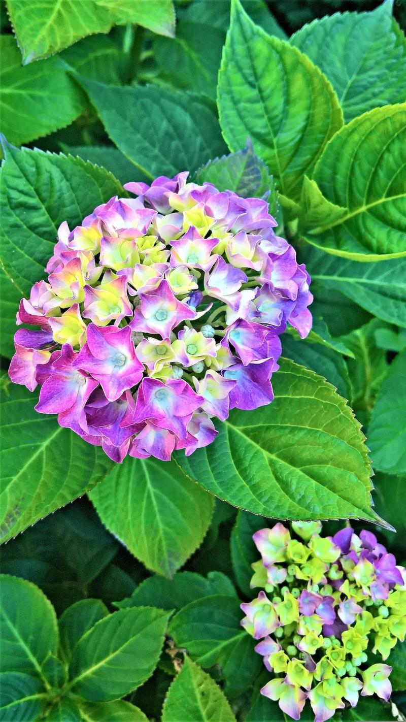 绣球花小品种有哪些？-第1张图片-宁夏农业信息网