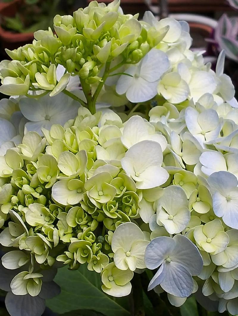 绣球花小品种有哪些？-第2张图片-宁夏农业信息网