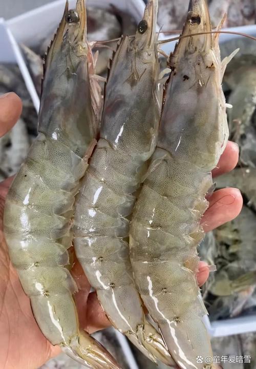 南美白虾只是一个品种-第2张图片-宁夏农业信息网