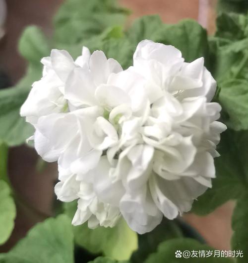 白色大花天竺葵有哪些品种？-第1张图片-宁夏农业信息网