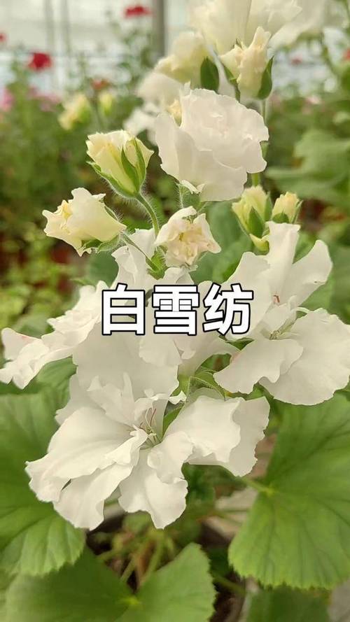 白色大花天竺葵有哪些品种？-第2张图片-宁夏农业信息网