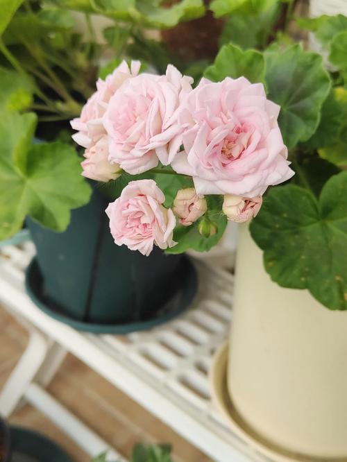 白色大花天竺葵有哪些品种？-第3张图片-宁夏农业信息网