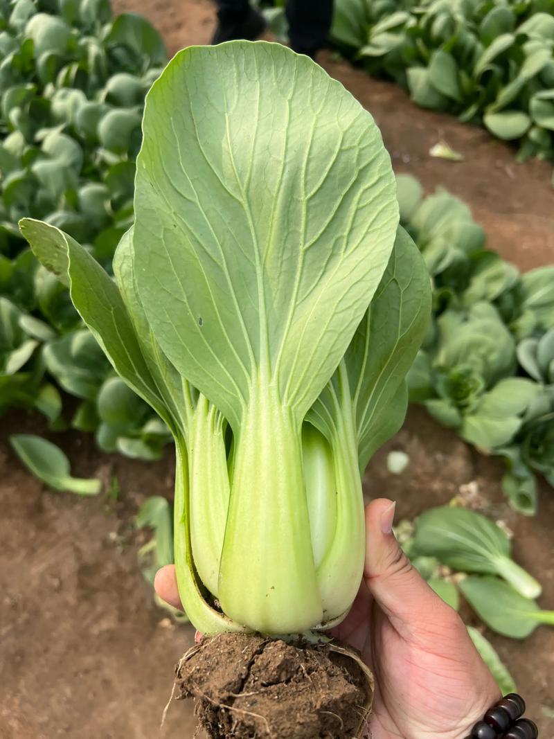 油菜新品种繁育者是谁？-第1张图片-宁夏农业信息网