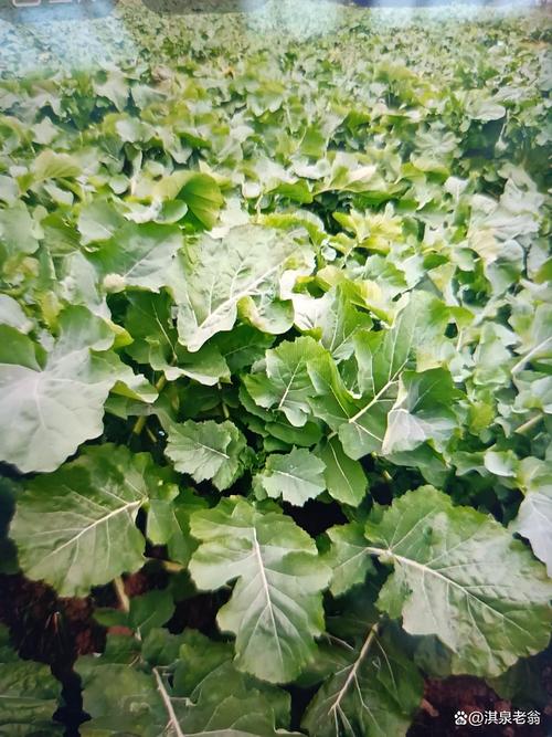 油菜新品种繁育者是谁？-第2张图片-宁夏农业信息网